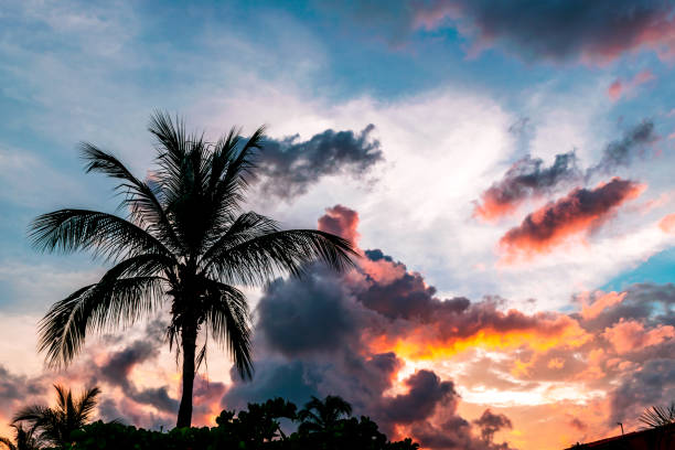 istock Beautiful warm sunset over palm trees 1283265543