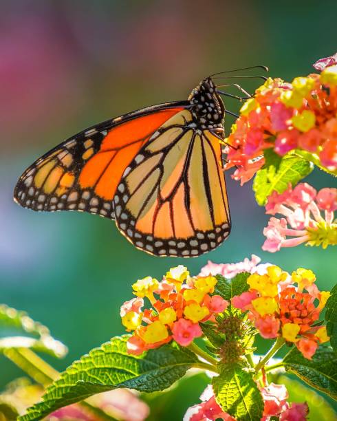 istock Beautiful monarch butterfly on a flower 1283265571
