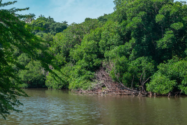 istock Mangrove swamp in Acapulco 1283265574