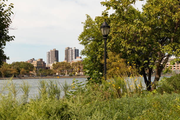 East Harlem Skyline Viewed from the Randalls and Wards Islands Riverfront with Plants in New York City and a Street Light Skyscrapers in the East Harlem skyline viewed from the green riverfront with plants and a street light on Randalls and Wards Islands in New York City with the East River during summer harlem park stock pictures, royalty-free photos & images