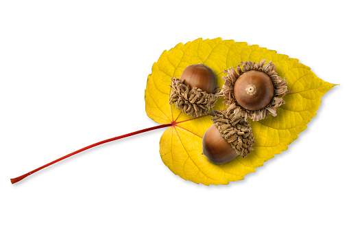Overhead shot of Acorns on a fallen yellow leaf isolated on white with clipping path.