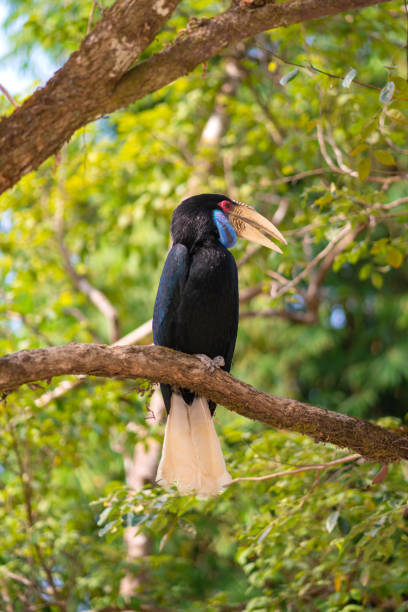 great hornbill (buceros bicornis) é uma das maiores família hornbill - wreathed hornbill - fotografias e filmes do acervo