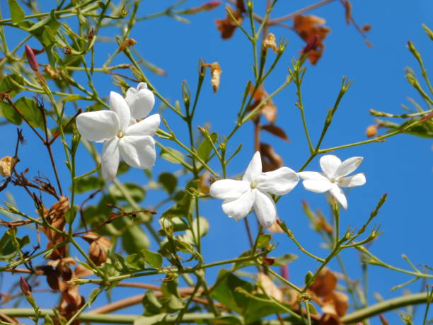 jasmine Jasmine, or Jasminum officinale white flowers jasminum officinale stock pictures, royalty-free photos & images