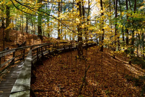 Photo of Autumn forest pathway at Kortright Centre Conservation, Woodbridge, Vaughan, Canada