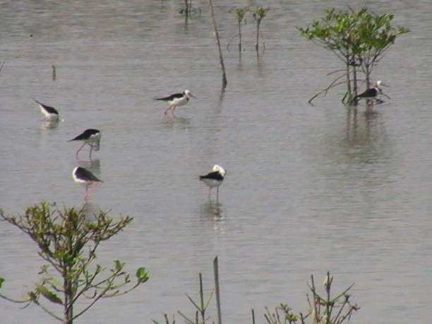 午前中にインドネシア南スマトラ州のセンビラン国立公園地域の渡り水鳥 - waterbirds ストックフォトと画像