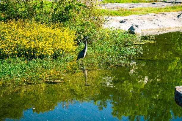 The Round Rock in Round Rock Texas - Wild heron walking in Colorful Creek