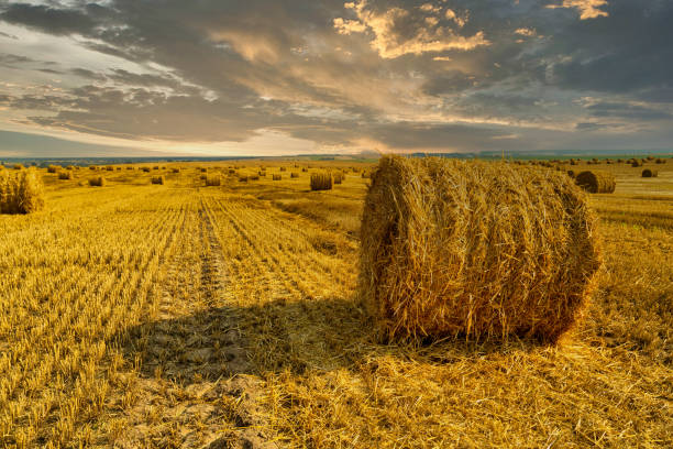 istock Sunset on an endless field with bales of straw. 1283278581