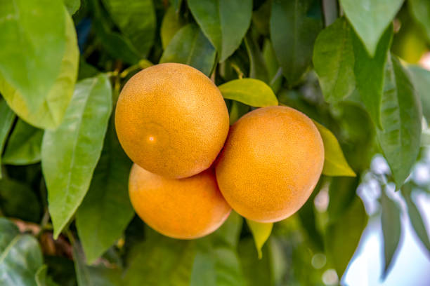 Grapefruit ripens at the organic household in the south. Authentic farm series. Authentic farm series orange tree photos stock pictures, royalty-free photos & images