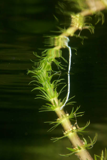istock The white-legged damselfly mating and depositing the eggs on water vegetation 1283280378
