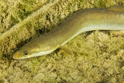 The eel on the bottom of the Krka River in Croatia