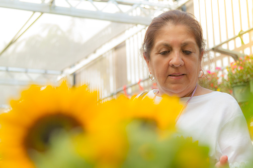 Close portrait of happiness latin mature woman looking for and shopping sunflowers in a local market in United States, wearing a white shirt in the garden area in a hot summer afternoon.