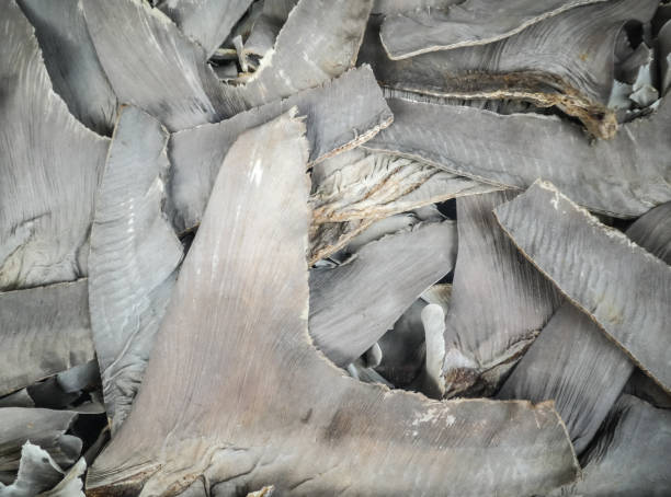 Dried shark fins on sale in a Chinese restaurant. Dried shark fins on sale in a Chinese restaurant. Bangkok, Thailand. animal fin photos stock pictures, royalty-free photos & images