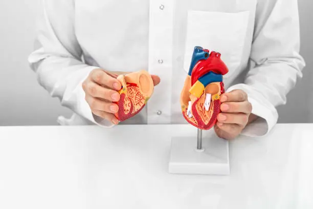 Photo of Concept of occupation cardiologist, World Heart Day. Cardiologist wearing a medical coat showing a heart anatomical model and heart physiology