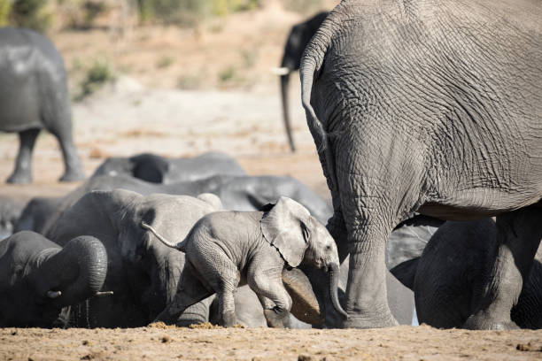 A young Elephant calf plays near its herd in Etosha National Park, Namibia