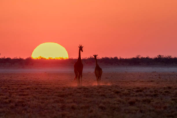 eine giraffe in der untergehenden sonne - kalahari gemsbok national park stock-fotos und bilder