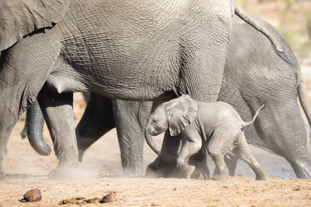 istock A young Elephant calf plays near its herd. 1283286709