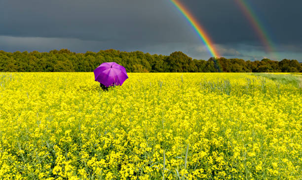 istock Approaching thunderstorm to blossoming rapeseed field, concept of weather forecast 1283288314