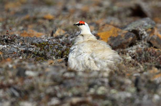 istock Alaskan Rock Ptarmigan, Lagopus muta kelloggae 1283288386