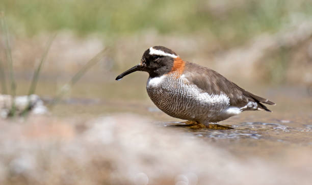 istock Diademed Sandpiper-plover, Phegornis mitchellii 1283288989