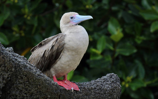 istock Galapagos islands wildlife and nature image 1283289177