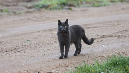 Kucing Yang Berjalan Dengan Sendirinya Foto Stok - Unduh Gambar
