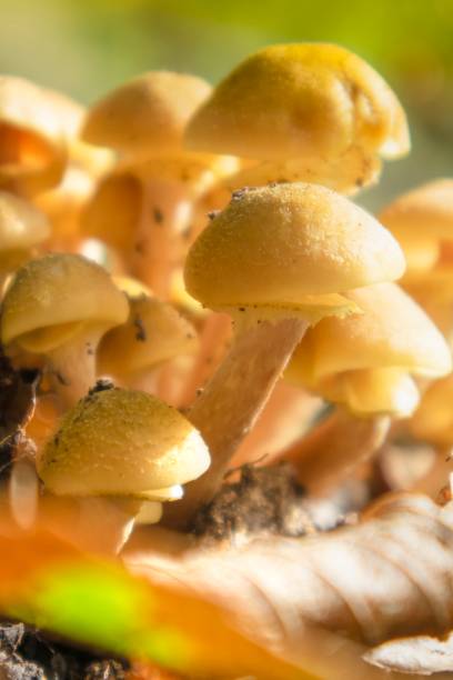 istock Varieties of undergrowth mushrooms 1283291704