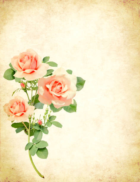 istock Vintage romantic card with old paper texture and rose 1283293525
