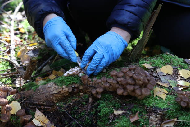 istock Mushroom picker cuts mushrooms with a knife 1283293538