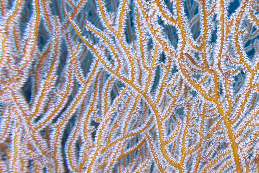 The Red Finger Gorgonian (Diodogorgia nodulifera) also known as Red Tree Gorgonian or Colored Sea Rod.  Close-up of its branching tree-like arms and white polyps