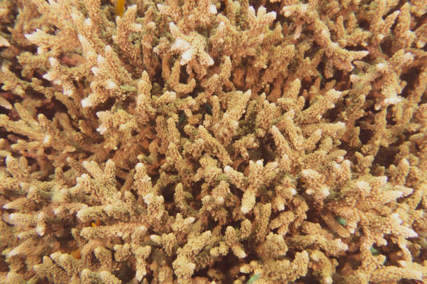 istock Staghorn coral close-up 1283295489