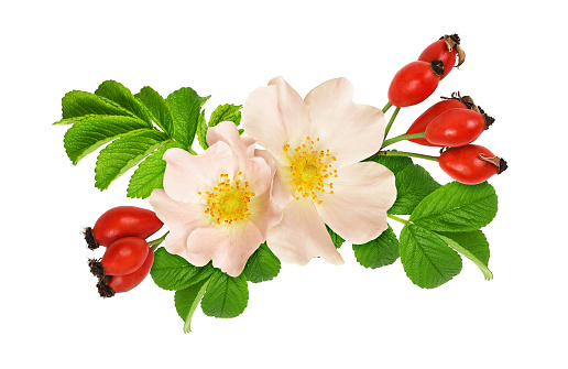Wild rose flowers, leavesand berries in a floral arrangement isolated on white background