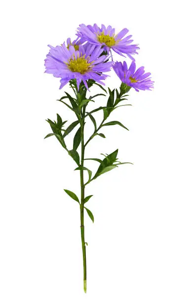 Twig of purple aster amellus flowers isolated on white