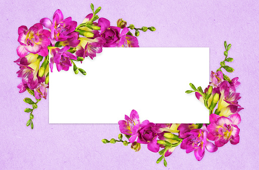 Pink and yellow freesia flowers in a corners arrangements with white card on lilac paper background