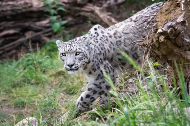 A picture of a snow leopard.