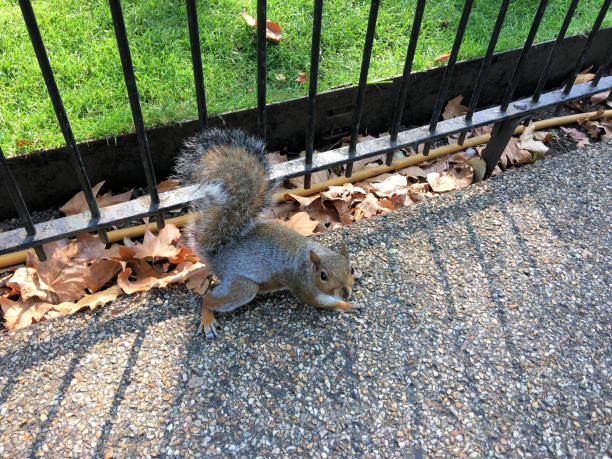 istock A close up of a Grey Squirrel 1283296689