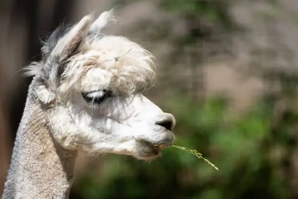 A picture of an alpaca