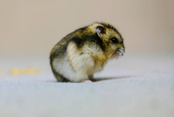 istock a small dwarf hamster, a cub sitting quietly on a beige background.jpg 1283299642