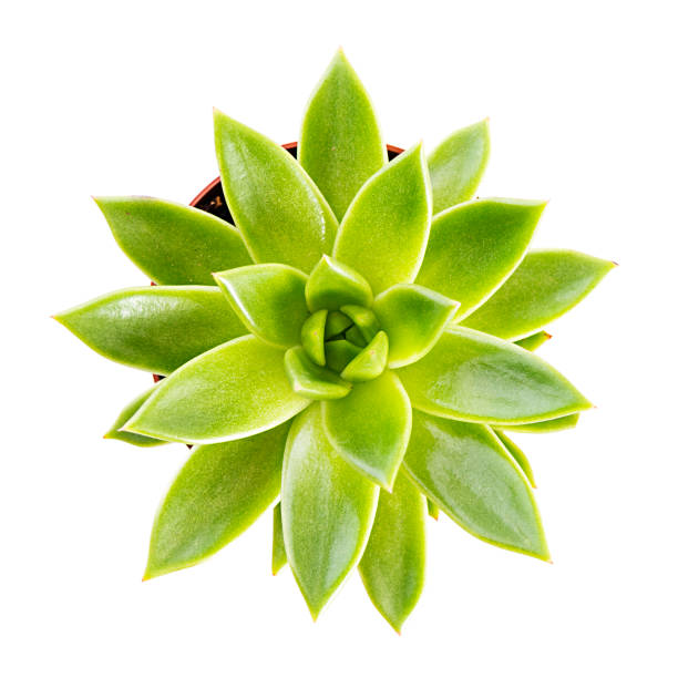 istock Succulents isolated on a white background. Succulent echeveria in a pot 1283299762