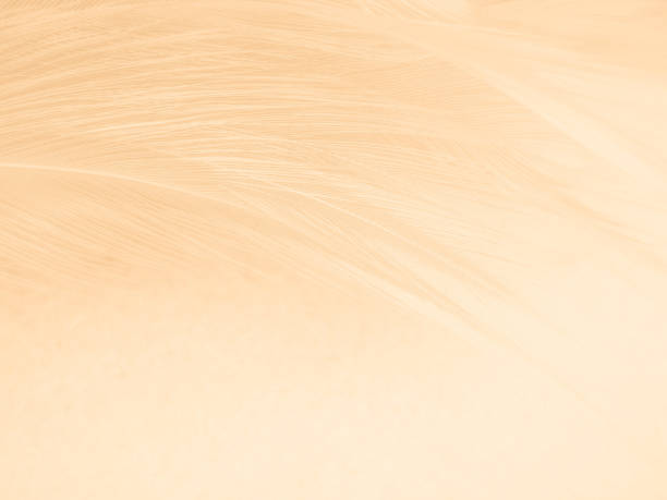 Beautiful abstract orange and white feathers on white background, soft brown feather texture on white pattern background, yellow feather background, love theme, valentines day