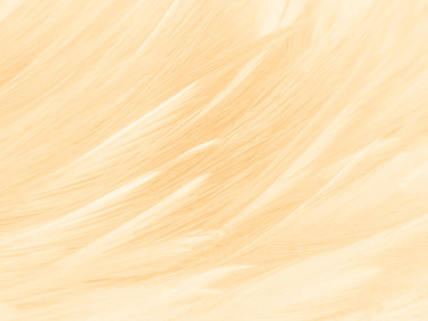 istock Beautiful abstract orange and white feathers on white background, soft brown feather texture on white pattern background, yellow feather background, love theme, valentines day 1283300582