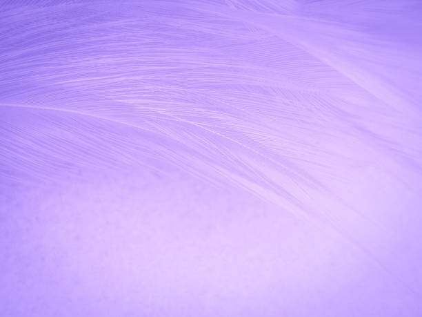 istock Beautiful abstract purple feathers on white background and soft white feather texture on dark pattern and purple background, colorful feather wallpaper, love valentines day 1283300585