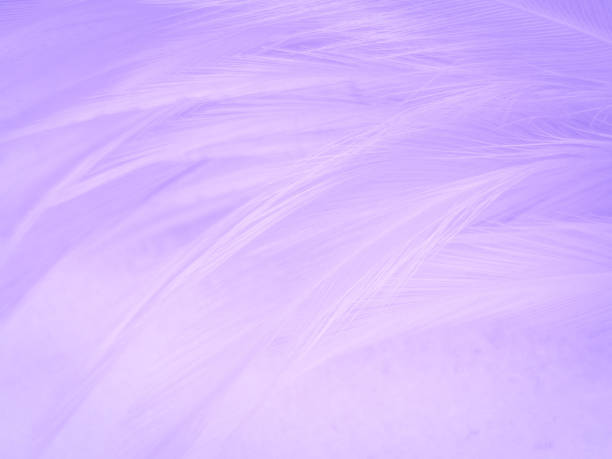 istock Beautiful abstract purple feathers on white background and soft white feather texture on dark pattern and purple background, colorful feather wallpaper, love valentines day 1283300588