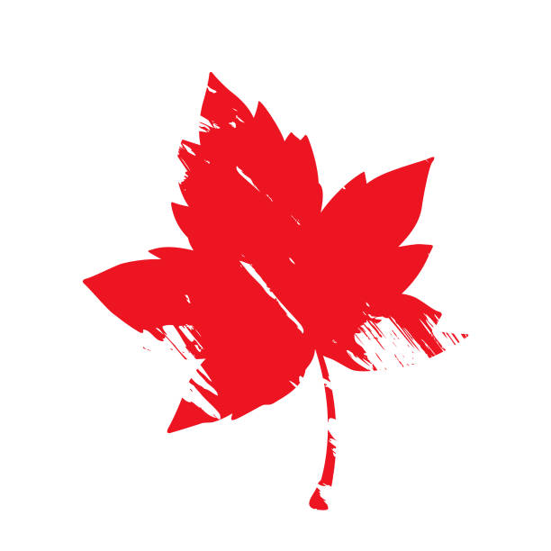 красный кленовый лист вектора дерева. изолированный символ канадского кленового листа - maple leaf close up symbol autumn stock illustrations