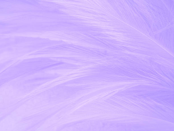istock Beautiful abstract purple feathers on white background and soft white feather texture on dark pattern and purple background, colorful feather wallpaper, love valentines day 1283300592