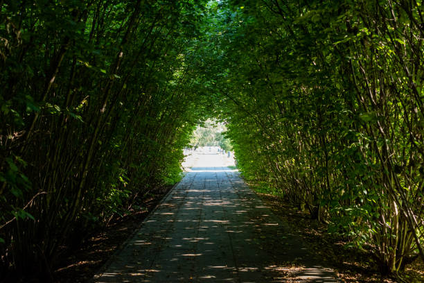 istock Green tunnel in fresh spring foliage. Hope Symbol 1283300612