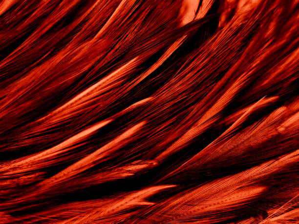 istock Beautiful abstract red feathers on dark background and soft white feather texture on red pattern and red background, pink feather wallpaper, love theme, wedding valentines day 1283300733
