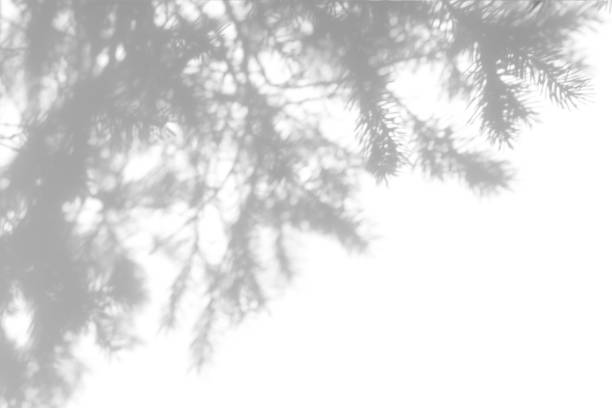 istock shadows of fir tree branches on a white wall 1283301645