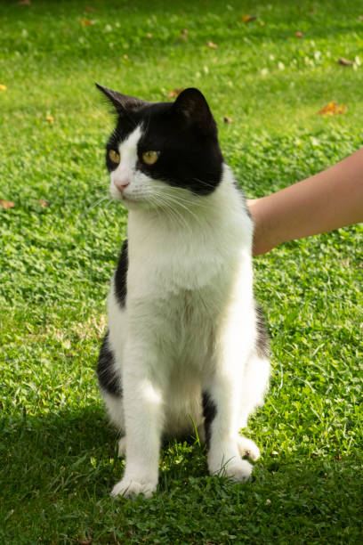istock Cute Cat in the garden 1283301673