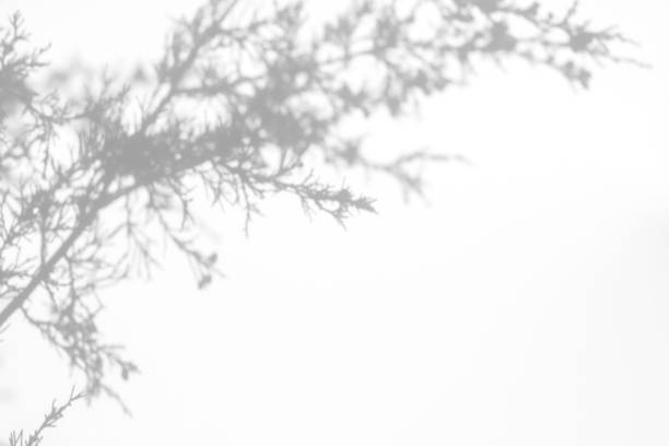 istock shadows of fir tree branches on a white wall 1283301688