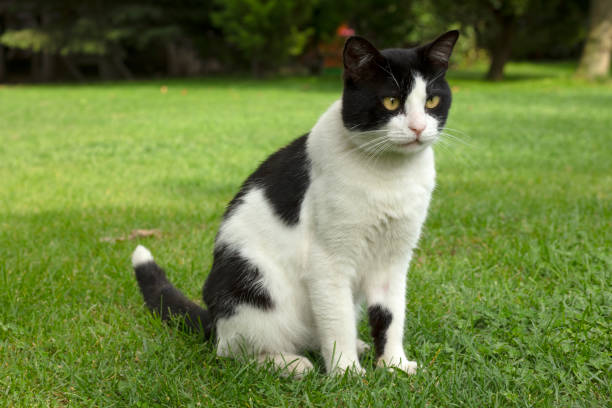 istock Cute Cat in the garden 1283302277